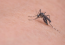 Índice larvário coloca Cruzeiro-SP em estado de atenção no combate à dengue